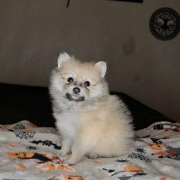 Candy - Beaver sable female Pomeranian puppy in Newport News, Virginia from Itty Bitty Poms