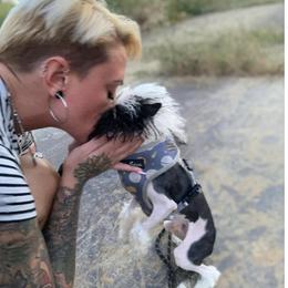 Chihuahua and Chinese Crested Puppies from Western Kentucky Chihuahua’s and Chinese Crested’s