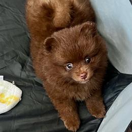 Taffy - Chocolate female Pomeranian puppy in Bristol, Connecticut from Mala Poms