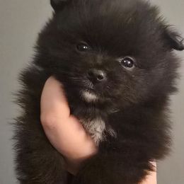 Blue parti girl - Blue parti female Pomeranian puppy in Bloomingdale, New Jersey from Bella Luna Pomeranians