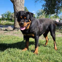 Baysa - Rottweiler