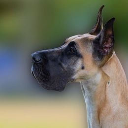 Great Danes from Sumner Great Danes