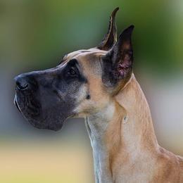 Great Danes from Sumner Great Danes