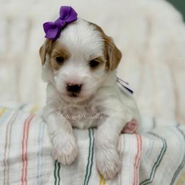 Lily (Purple collar) - Parti female Goldendoodle puppy in Salem, Utah from Aspen Doodles
