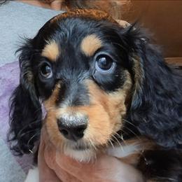 GG (AKC) - Piebald female Dachshund puppy in Bangs, Texas from Lickin'bach Miniature Dachshunds