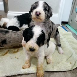 Aussiedoodle Puppies from Southwest Florida Doodles