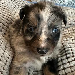 Hunky Dunky - Blue merle male Australian Shepherd puppy in Albertville, Alabama from Salt Creek Aussies