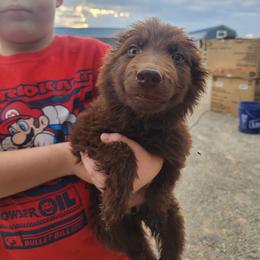 Rogue - Liver female German Shepherd puppy in Los Lunas, New Mexico from Mali's German Shepherds LLC