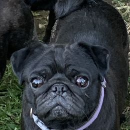 Sage - Pug