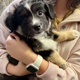 Norman Bates - Black tri male Toy Australian Shepherd puppy in Syracuse, Indiana from Klenke Toy Aussies