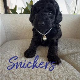 Snickers - Black male Poodle puppy in Salem, Missouri from Meadowbrook Poodles