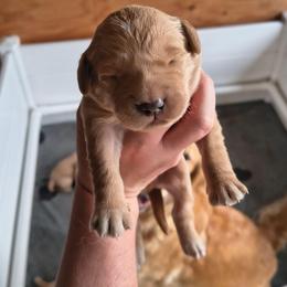 Woody - Yellow collar (1st pick male) - Golden male Golden Retriever puppy in Tenino, Washington from Oak River Goldens'