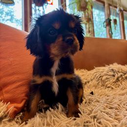 Cayenne - Black and tan female Cavalier King Charles Spaniel puppy in Tucson, Arizona from Abbey Road Cavaliers