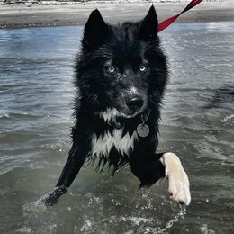 Octavia  - Siberian Husky