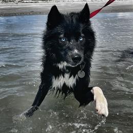 Octavia  - Siberian Husky