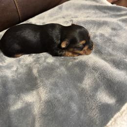 Logan - Black and tan male Yorkshire Terrier puppy in Dawsonville, Georgia from Lynn’s Precious Pups