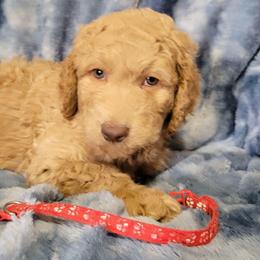 Baxter, Red boy - Apricot male Goldendoodle puppy in Blountsville, Alabama from Southern Charm Goldendoodles