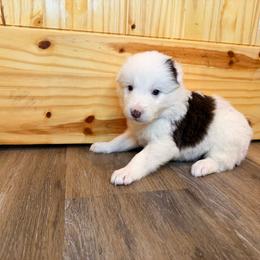 Atlas (Brown Collar) - White and red male Border Collie puppy in Lula, Georgia from Silver Creek Ridge