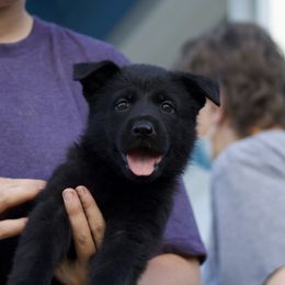 Border Collie and German Shepherd Puppies from Von Guadachi Working Dogs