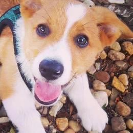 Pembroke Welsh Corgis from Georgia Corgis of the Westwood Realm