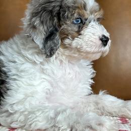 Lacey - Merle female Goldendoodle puppy in Ottawa, Ohio from Simply Beautiful Goldendoodles