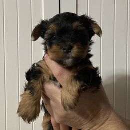 Assorted Doodle Crosses, Double Doodle, Maltipoo, Morkie, and Yorkipoo Puppies from Danza Bolo