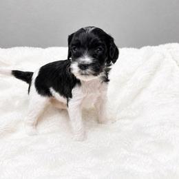Teal - Black female Australian Labradoodle puppy in Springfield, Ohio from Dawson & Daryn's Royal Companions