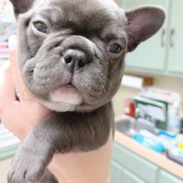 French Bulldog Puppies from Stevi Frenchies