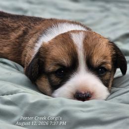 Jasper - Sable and white male American Corgi puppy in Boise, Idaho from Porter Creek Corgis