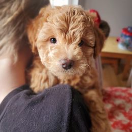 Aussiedoodle and Bernedoodle Puppies from Color Country Doodles