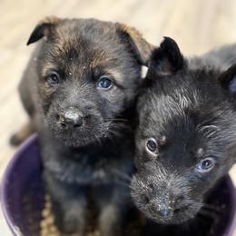 German Shepherd Puppies from Will