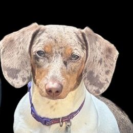Honey Bunny - Dachshund