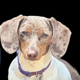 Honey Bunny - Dachshund