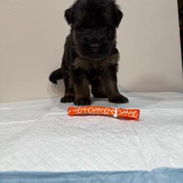 AKC Orange Girl - Black and red female German Shepherd puppy in Bakersfield, California from Aguirre Farm