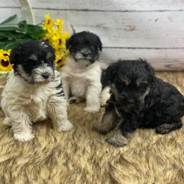 Dilute Retriever and Miniature Schnauzer Puppies from East Front Labradors & Treasure State Schnauzers