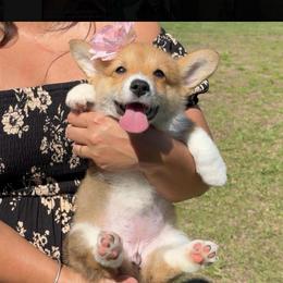 Prada - Red and white female American Corgi puppy in Florida from Sunrise Corgis
