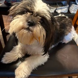 Dixie - Shih Tzu