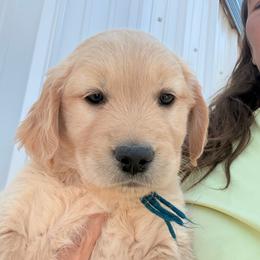 Girl 1 - Golden female Golden Retriever puppy in Great Falls, Montana from VS Golden Fields