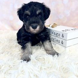 Green Collar - Black and silver male Miniature Schnauzer puppy in Springfield, Tennessee from My Lovable Schnauzers