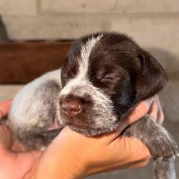 Green - Brown and gray male Wirehaired Pointing Griffon puppy in Devine, Texas from Tombstone Kennels