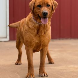 Rio - Labrador Retriever