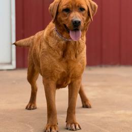Rio - Labrador Retriever