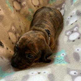 CKC Boy 4 Black - Brindle male Dachshund puppy in Grand Valley, Pennsylvania from Dachshunds on the Hill