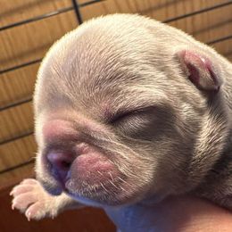 Boy 3 - Tricolors French Bulldog puppy in Thorp, Washington from PJG French Bulldogs