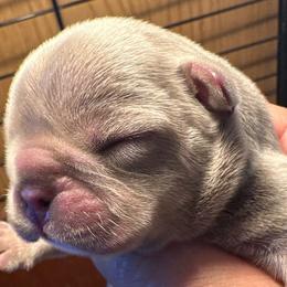 Boy 3 - Tricolors French Bulldog puppy in Thorp, Washington from PJG French Bulldogs