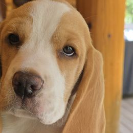 Beagles from Bullock 's Beagles