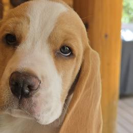 Beagles from Bullock 's Beagles