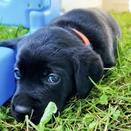 Labrador Retrievers from Holly's Labs