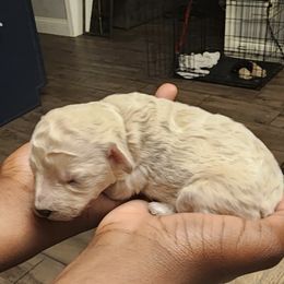 Boy 2 - Apricot Poodle puppy in Augusta, Georgia from Royalti Pups