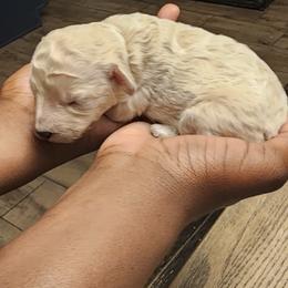 Boy 2 - Apricot Poodle puppy in Augusta, Georgia from Royalti Pups